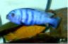 Pseudotropheus saulosi -male