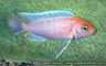 Pseudotropheus sp. "flameback"