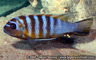 Pseudotropheus sp. "zebra long pelvic" Mdoka