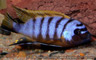 Pseudotropheus sp. "zebra long pelvic" Galireya Reef