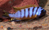 Pseudotropheus sp. "zebra long pelvic" Galireya Reef