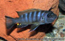 Pseudotropheus sp. "zebra long pelvic" Galireya Reef