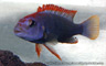 Pseudotropheus sp. "red-top ndumbi"