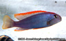 Pseudotropheus sp. "red-top ndumbi"
