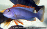 Pseudotropheus sp. "red-top ndumbi"