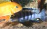 Pseudotropheus saulosi
