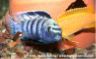 Pseudotropheus saulosi