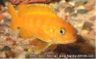 Pseudotropheus saulosi -female