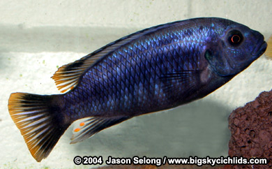 Petrotilapia sp. "small blue" -male