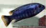 Petrotilapia sp. "small blue" -male