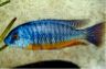 Protomelas sp. "steveni"