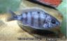 Protomelas sp. "steveni taiwan" -female