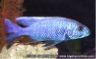 Sciaenochromis fryeri