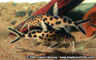 Synodontis multipunctatus