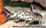 Synodontis 'dwarf petricola'