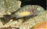 Tropheus moorii "Katoto"