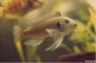 Triglachromis otostigma