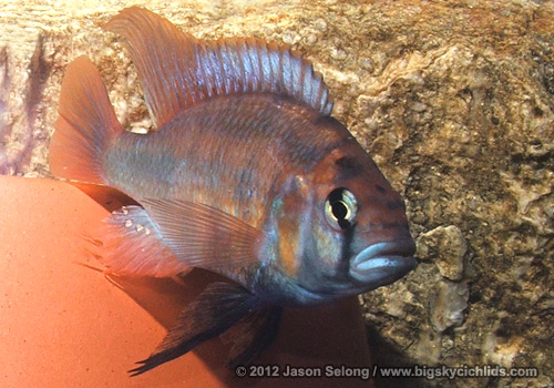 Xyistochromis sp. "Kyoga flameback" -male