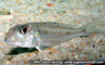 Xenotilapia sp. "ochrogenys ndole"