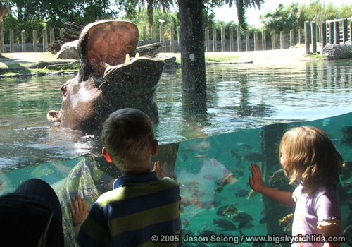 Busch Gardens Hippo Exhibit 