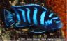 Pseudotropheus demasoni