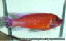 Labeotropheus trewavasae "mpanga red"