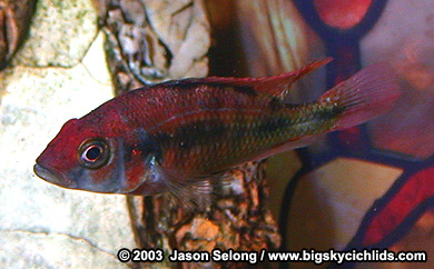 Lithochromis rufus (aka "red pseudonigricans")