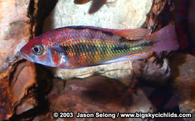 Lithochromis rufus (aka "red pseudonigricans")