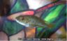 Lithochromis rufus