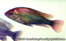 "Haplochromis" sp. "ruby green"