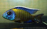 Aulonocara stuartgranti 'blue neon'